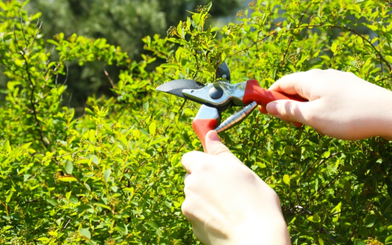 cắt tỉa cây cối